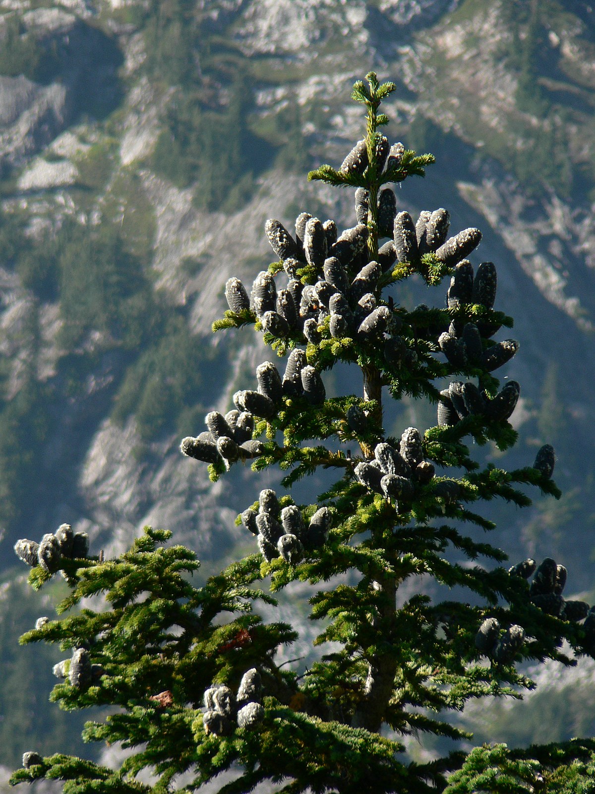 Sapin subalpin
