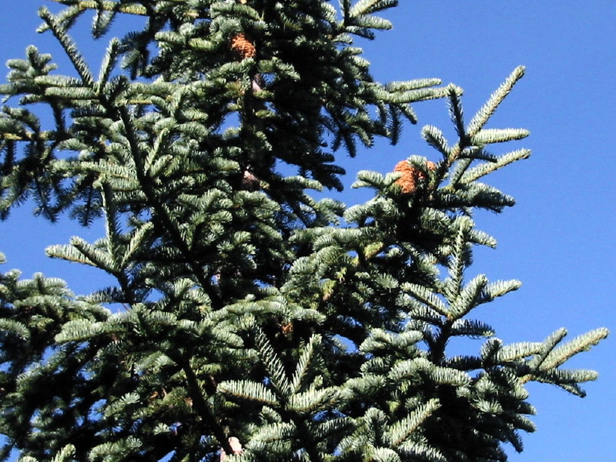 Sapin rouge