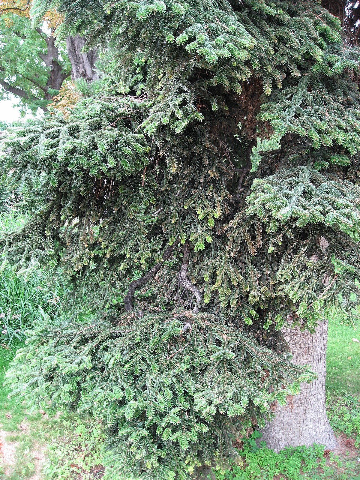 Abies numidica
