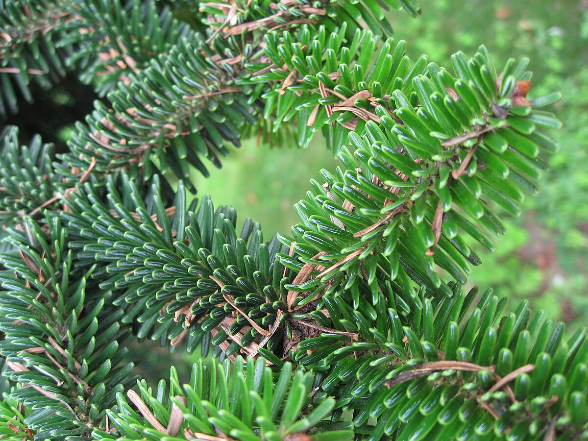 Abies numidica needles 01 by Line1.jpg