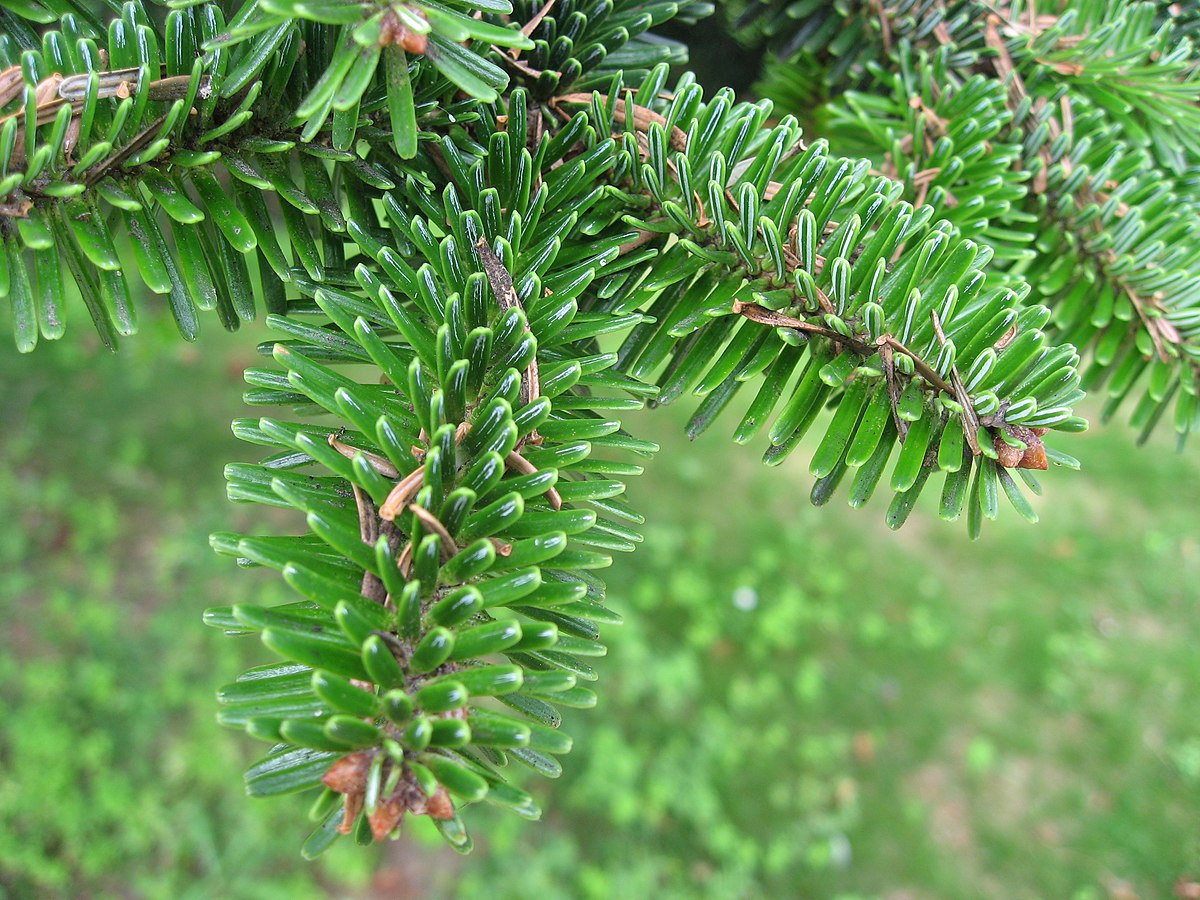 Abies numidica needles 02 by Line1.jpg