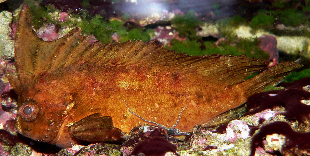 Tetrarogidae