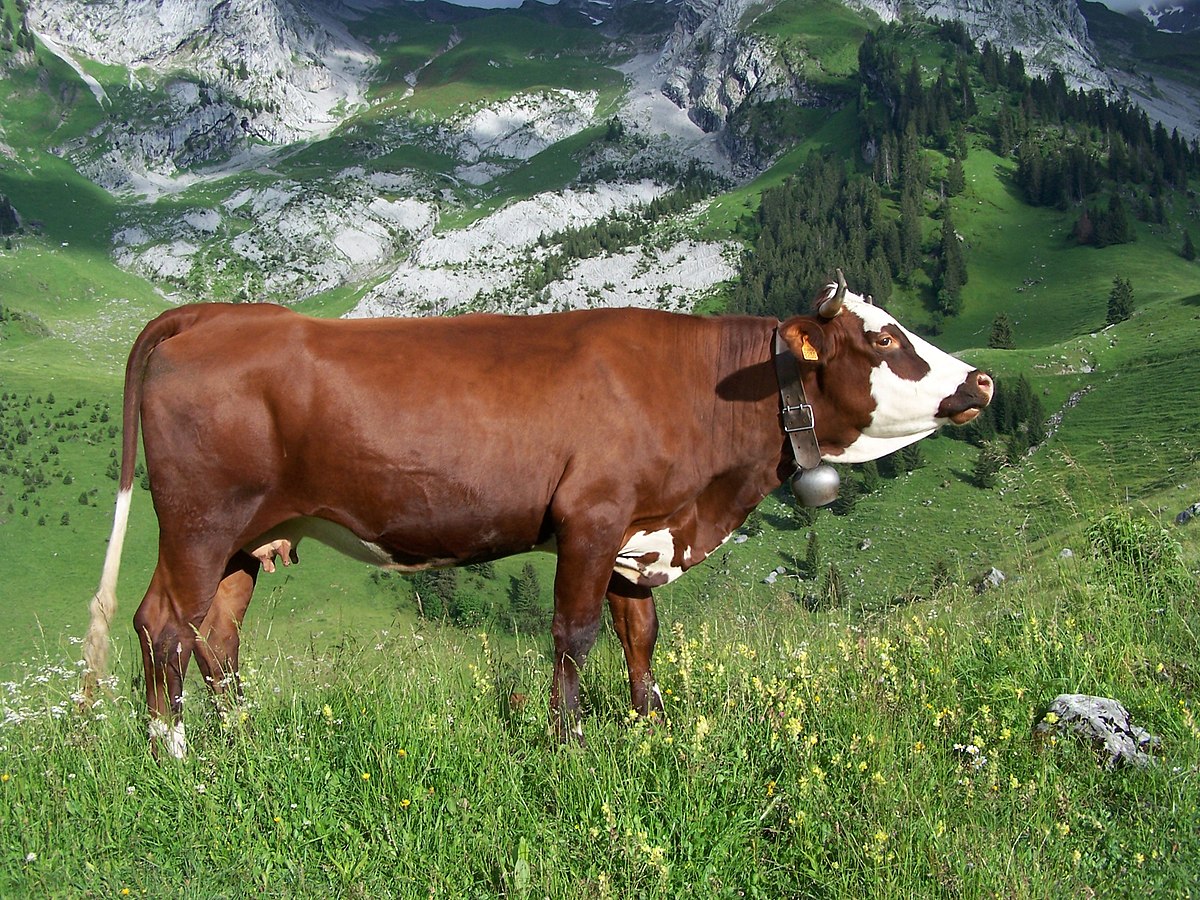 Abondance (race bovine)