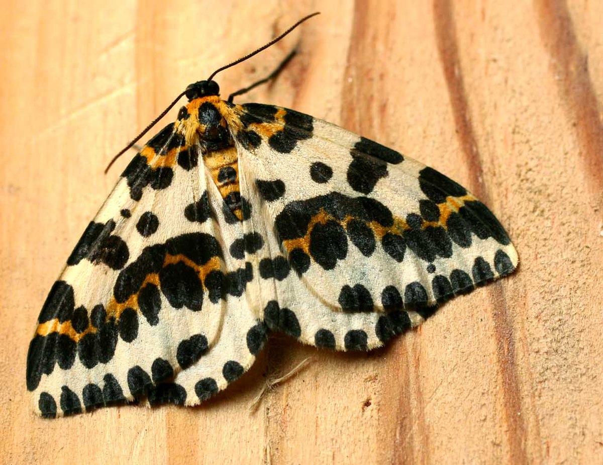 Galerie des Geometridae