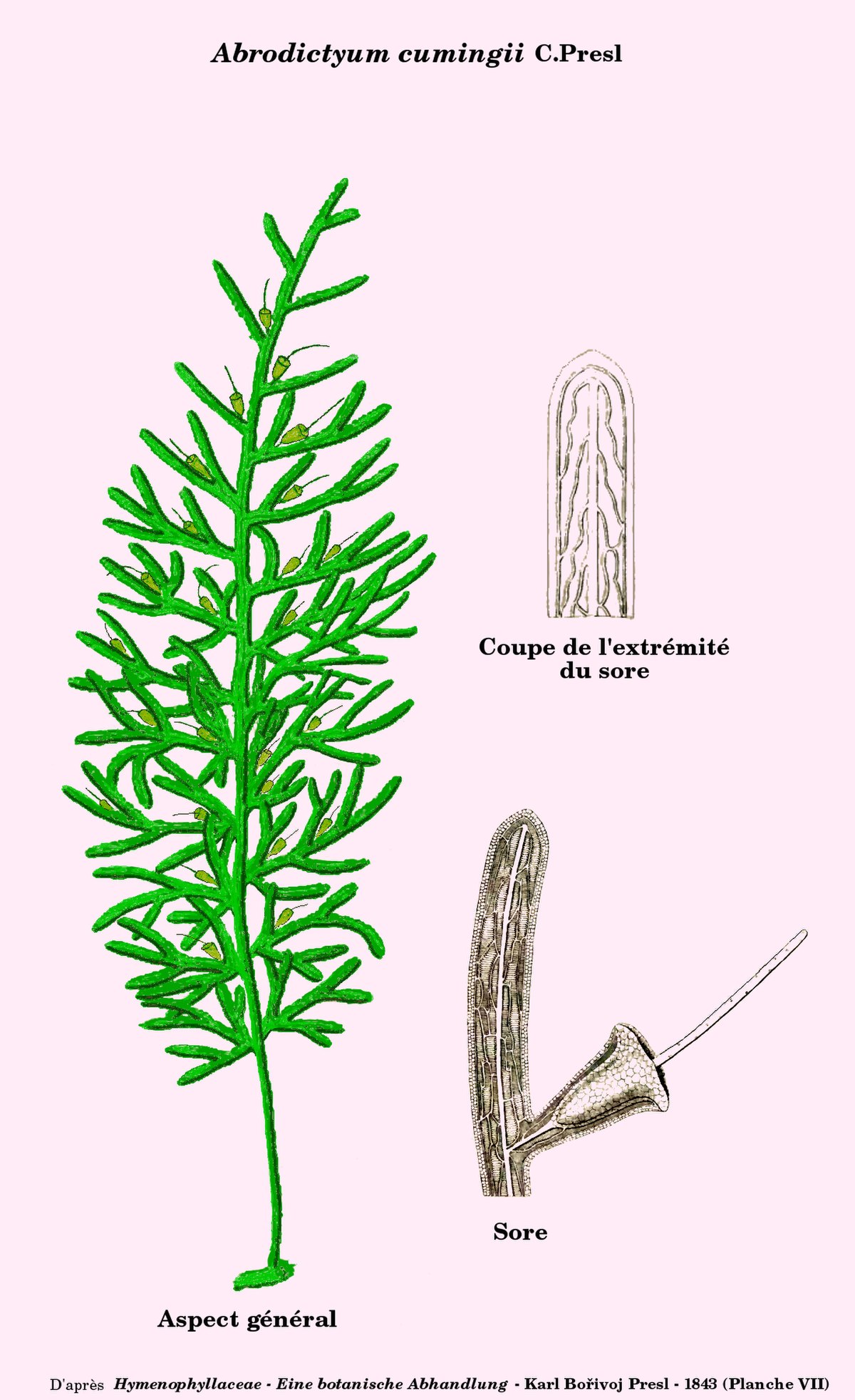 Abrodictyum