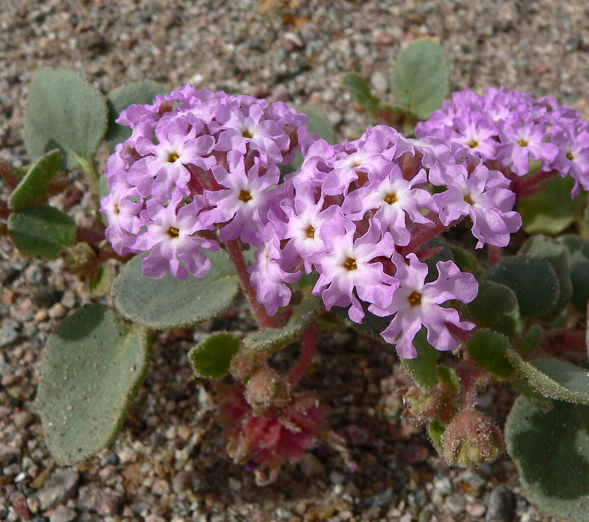 Abronia (botanique)