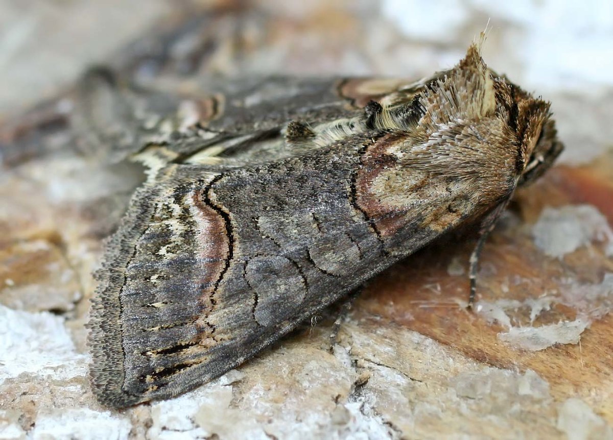 Galerie des Noctuidae