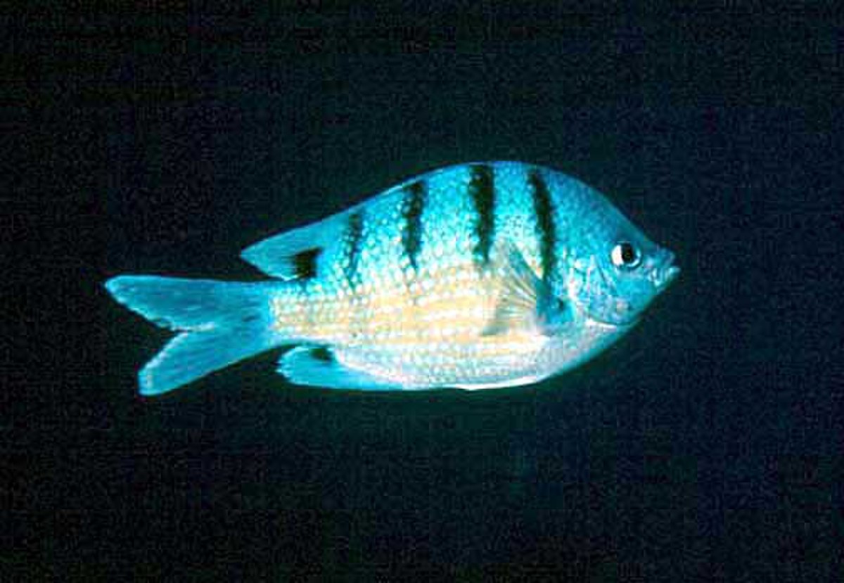 Abudefduf abdominalis