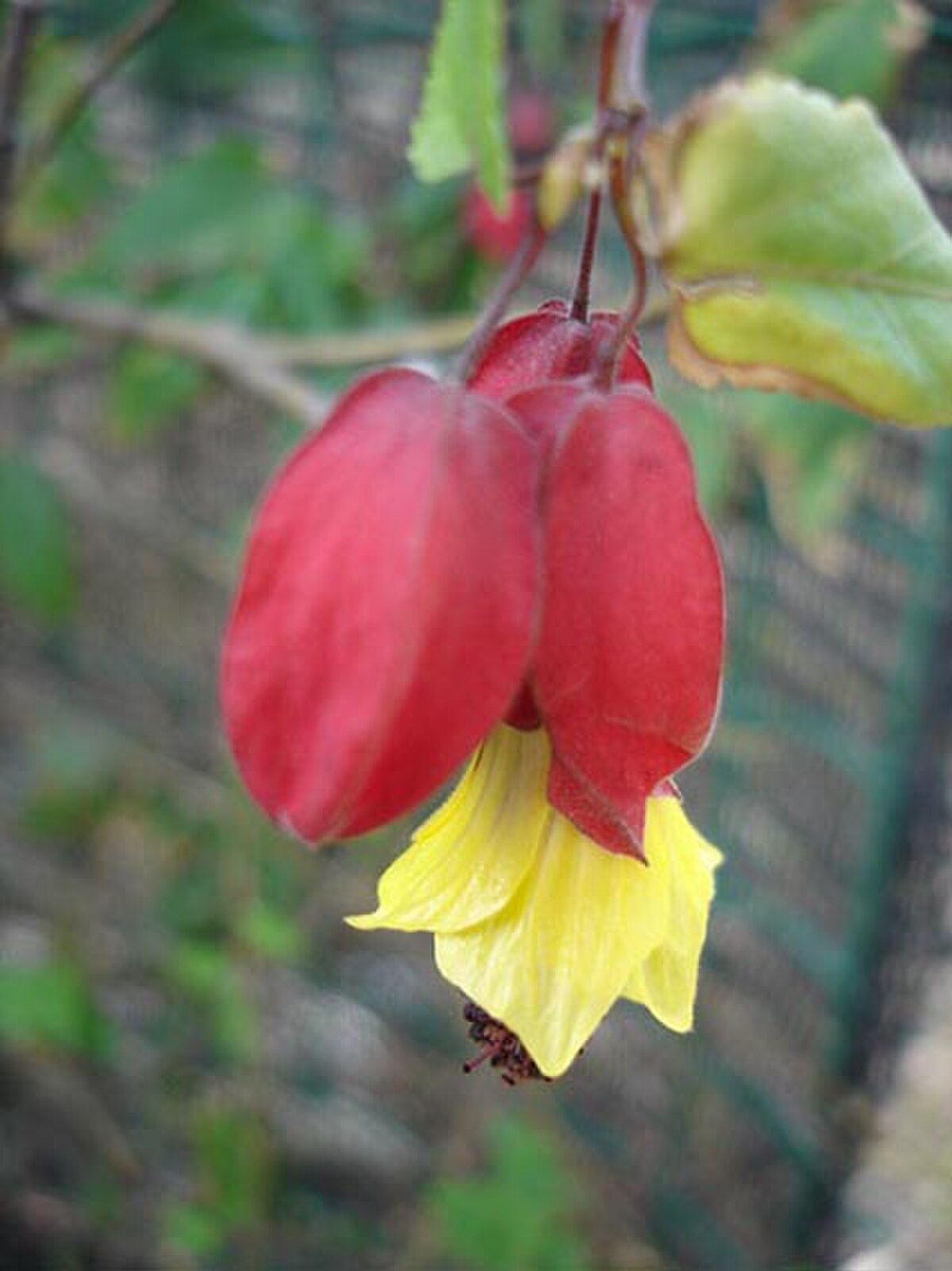 Abutilon
