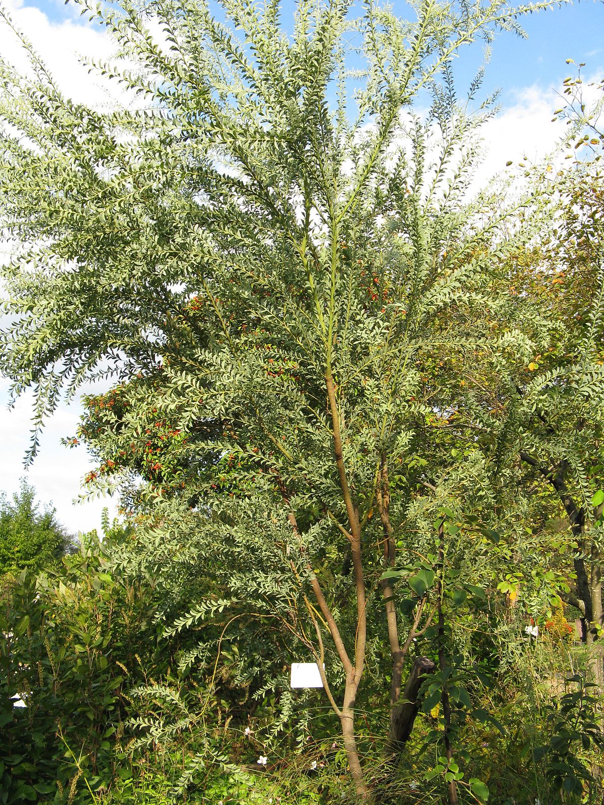 Acacia cultriformis