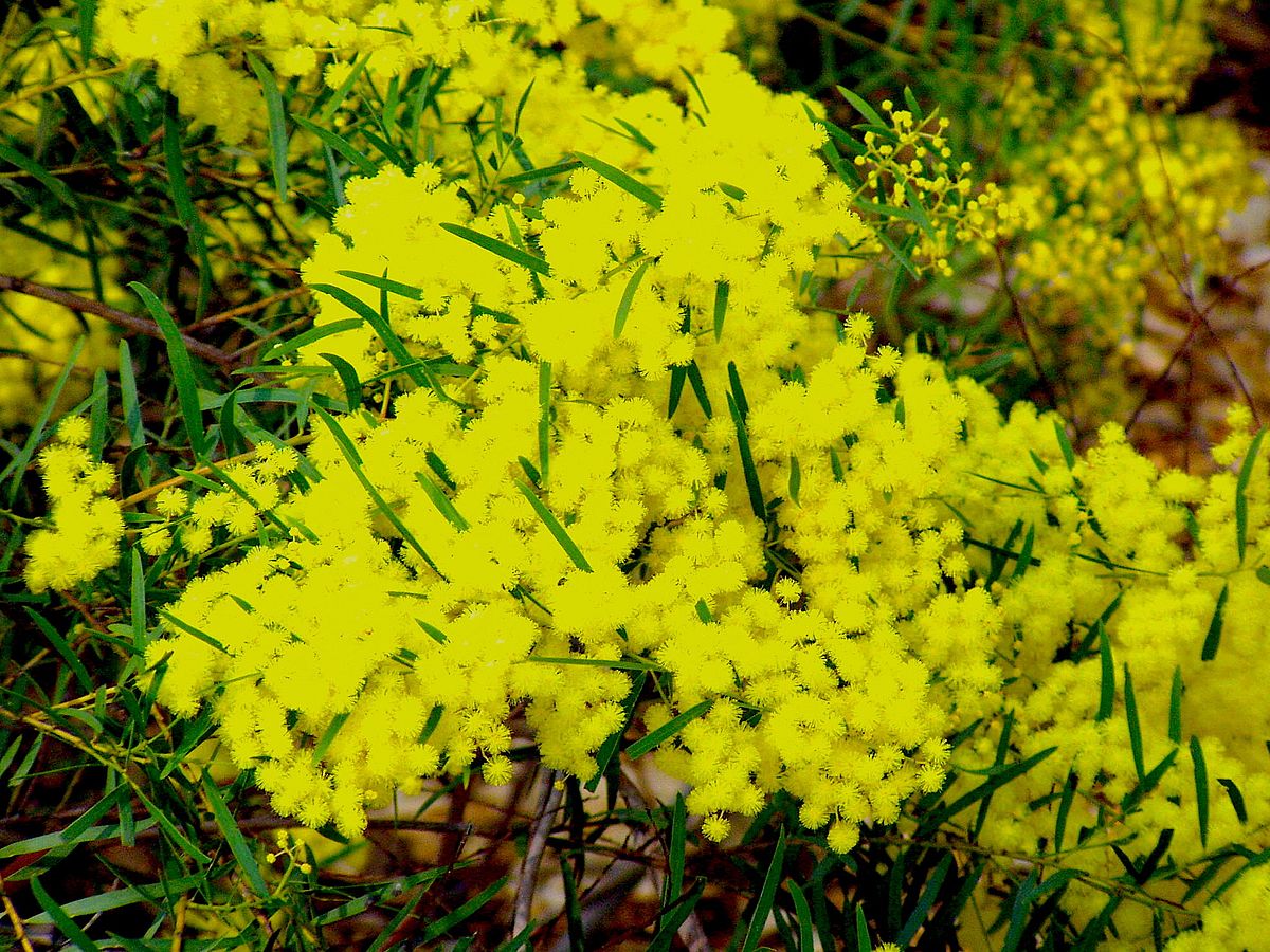 Acacia