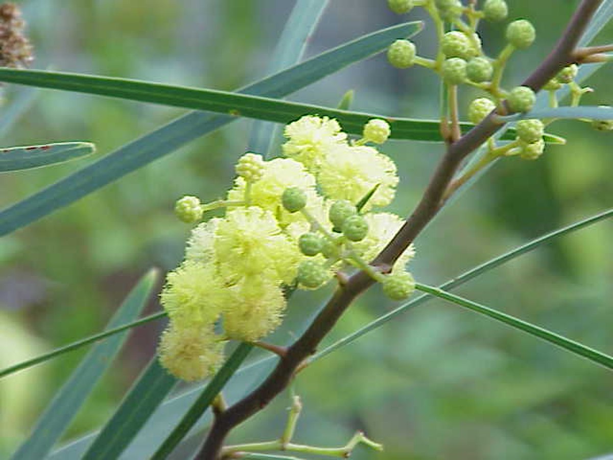 Mimosa des quatre saisons