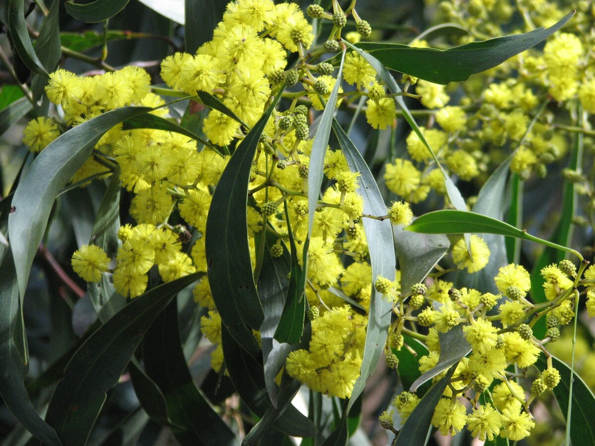 Mimosa doré