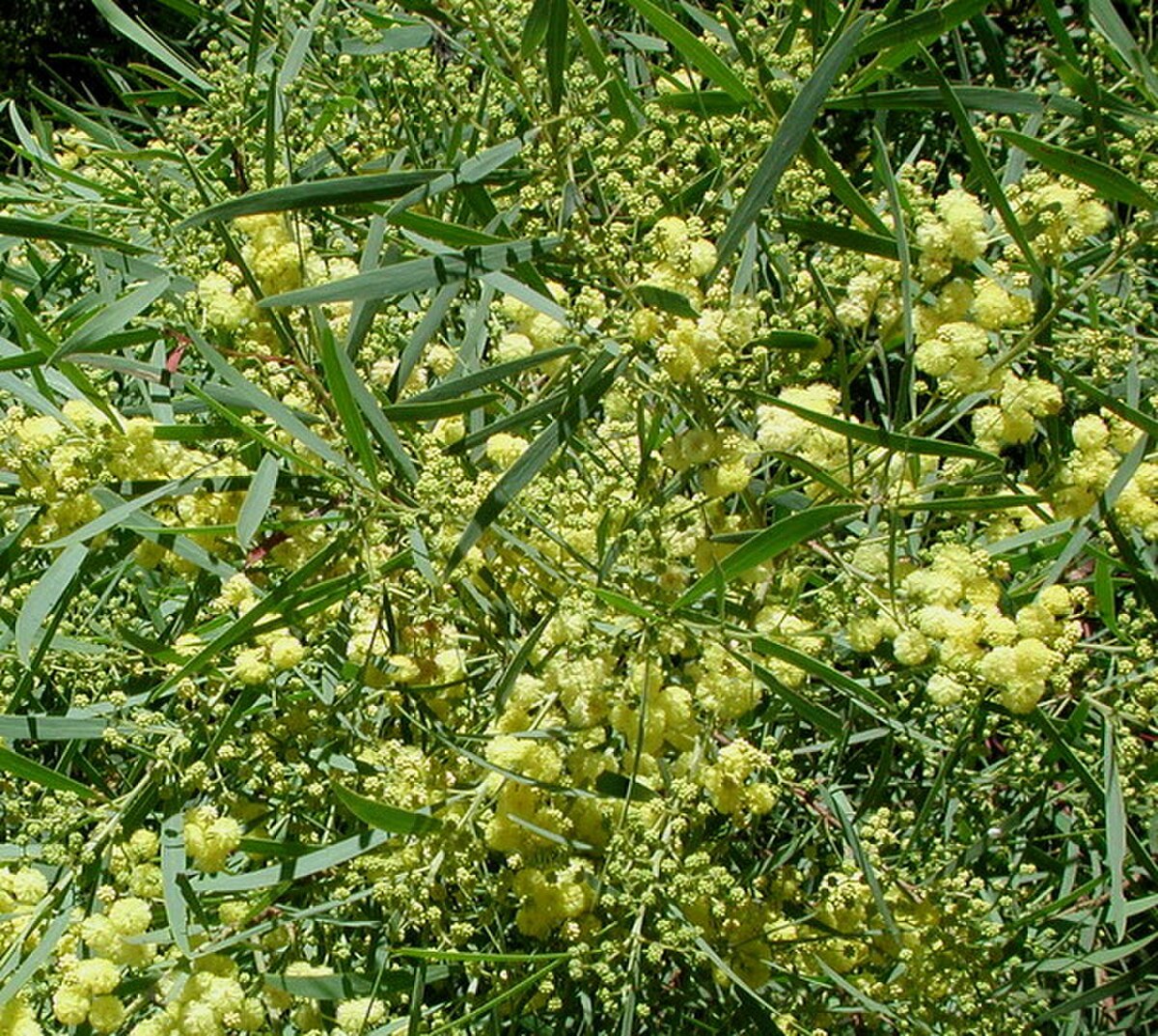 Acacia retinoides2LEST.jpg