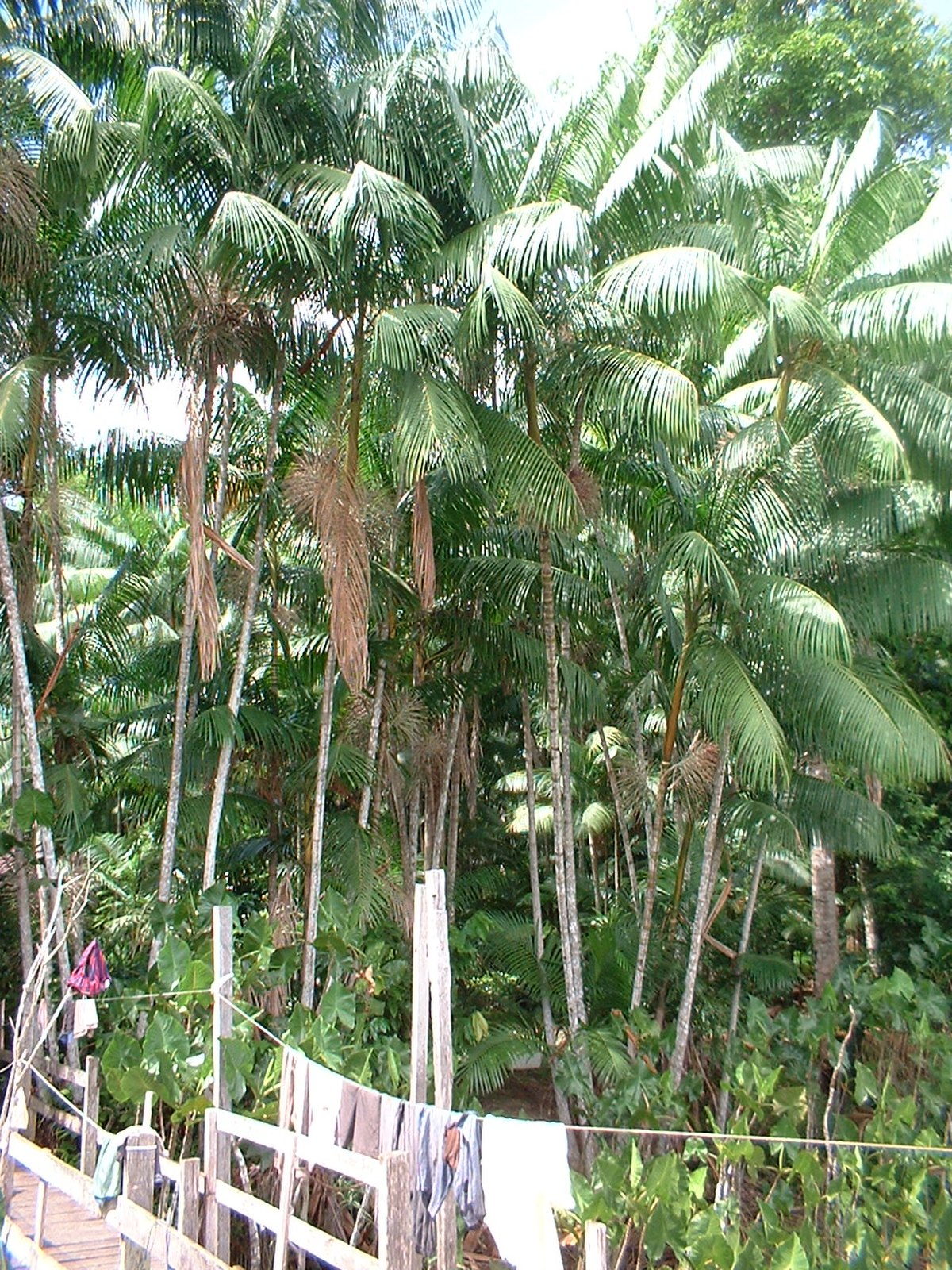 Euterpe oleracea