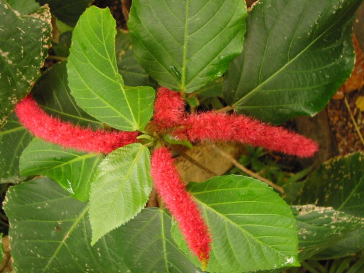 Acalypha
