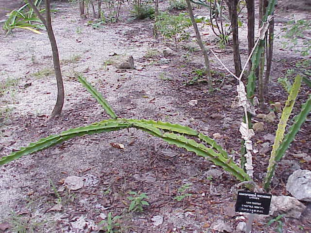 Acanthocereus