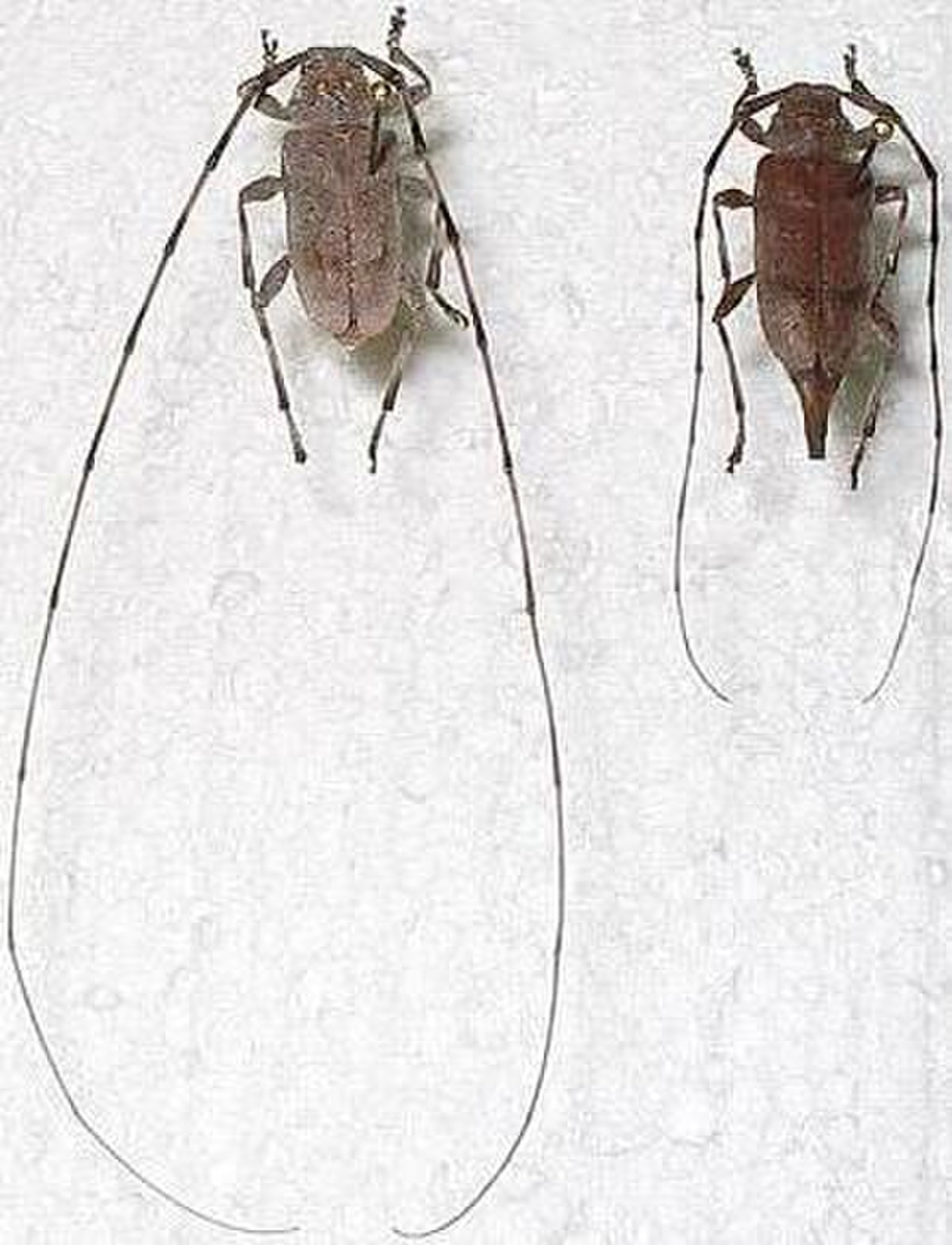 Acanthocinus