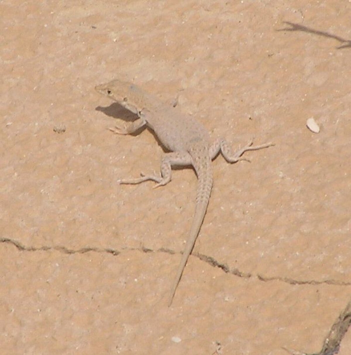 Acanthodactylus
