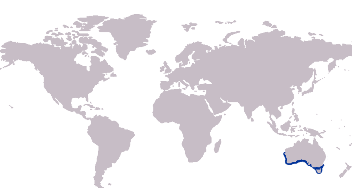 Acanthopagrus butcheri distribution.png