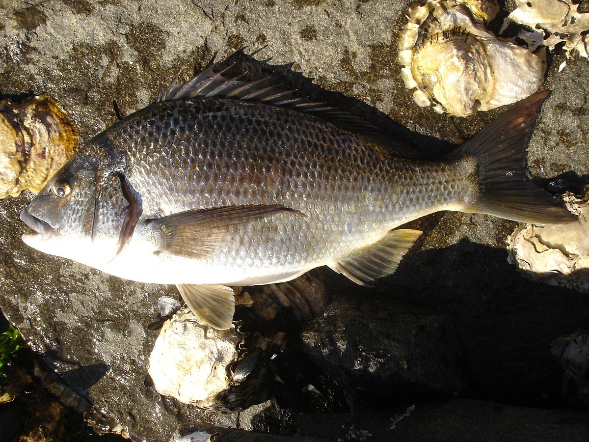 Acanthopagrus butcheri