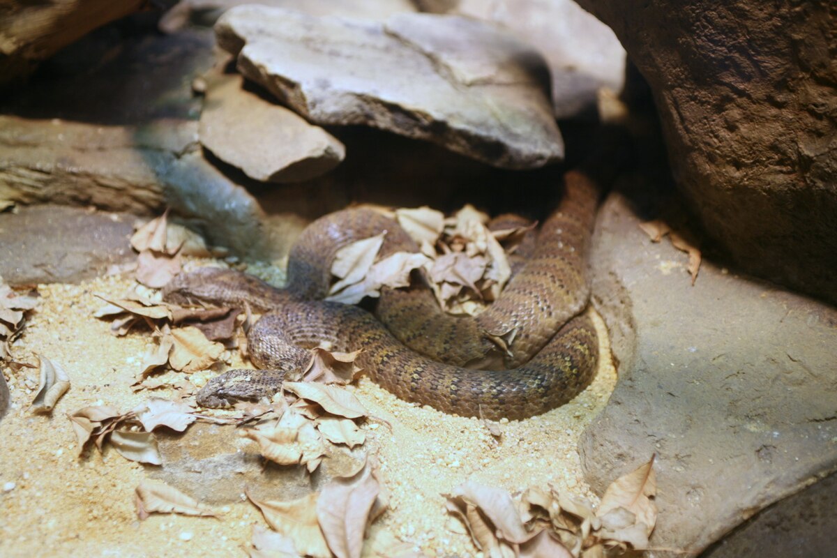 Acanthophis