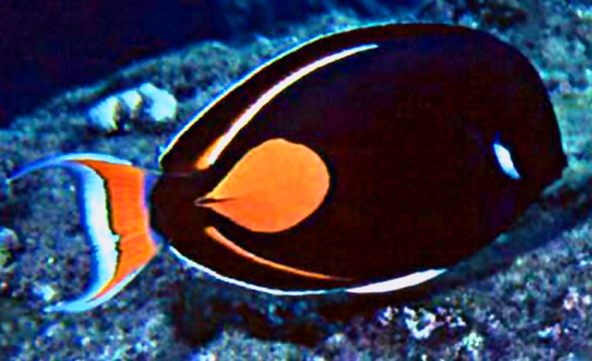 Acanthurus