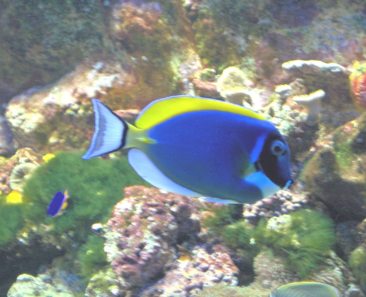 Acanthurus leucosternon