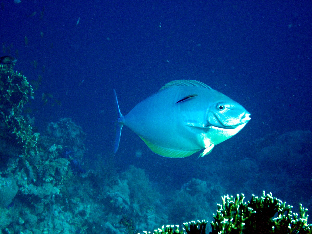 Acanthurus mata