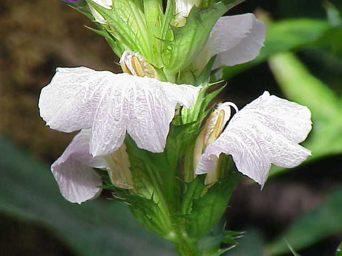 Acanthus montanus