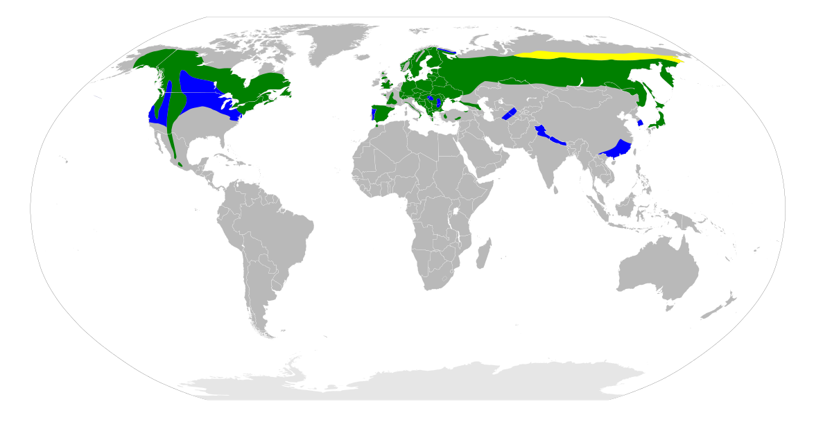 Répartition de l'Autour des palombes : en jaune : aire de nidification en vert : présent à l'année en bleu : aire d'hivernage