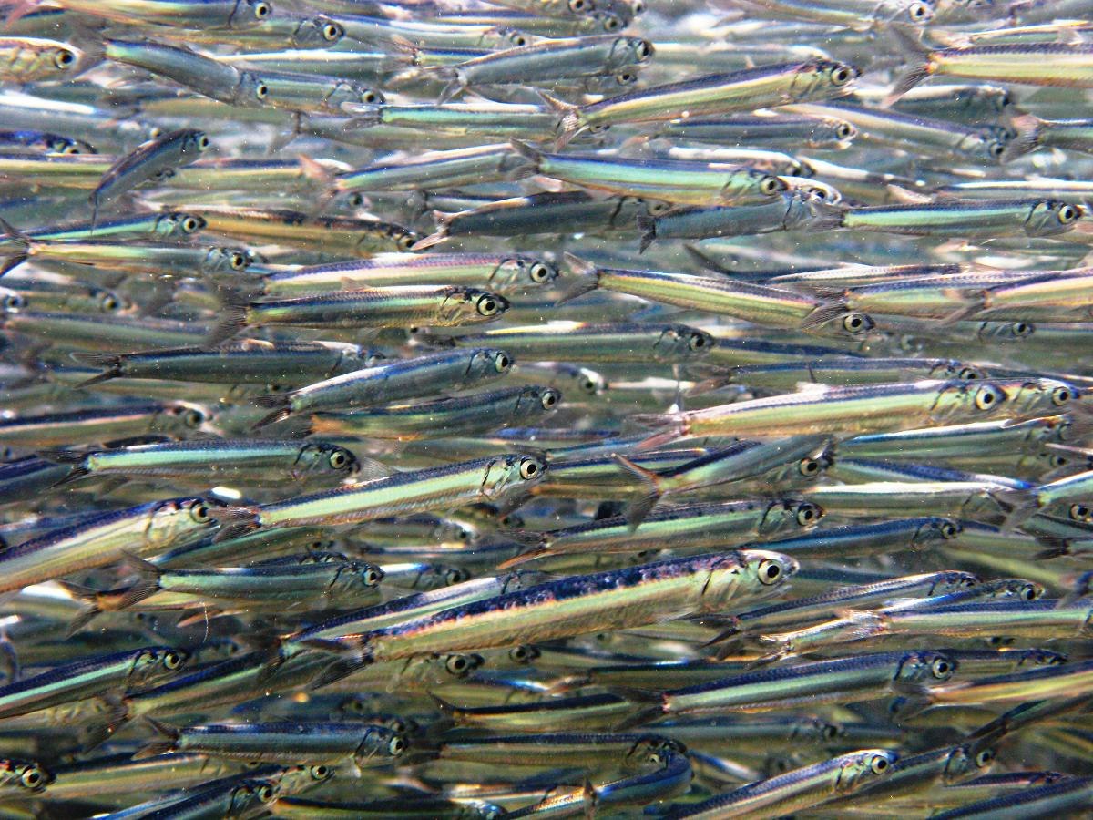 Engraulidae