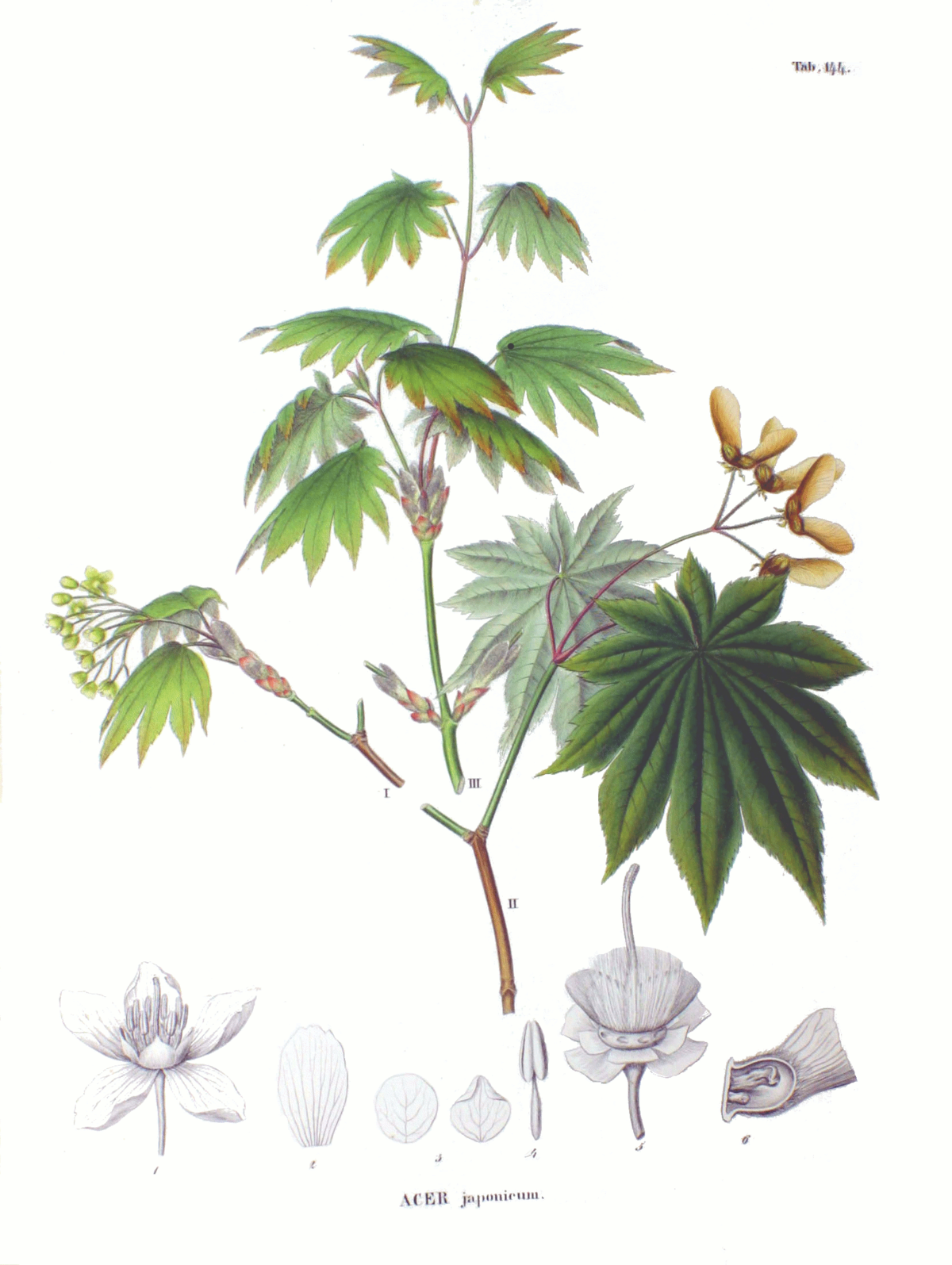 Érable du Japon