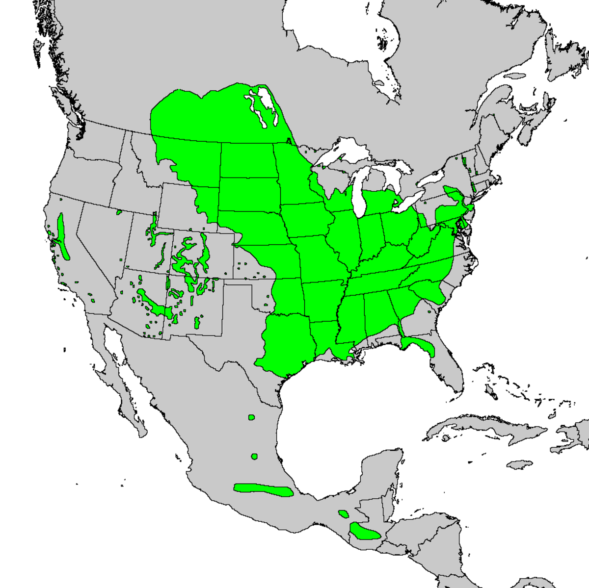 Acer negundo range.PNG