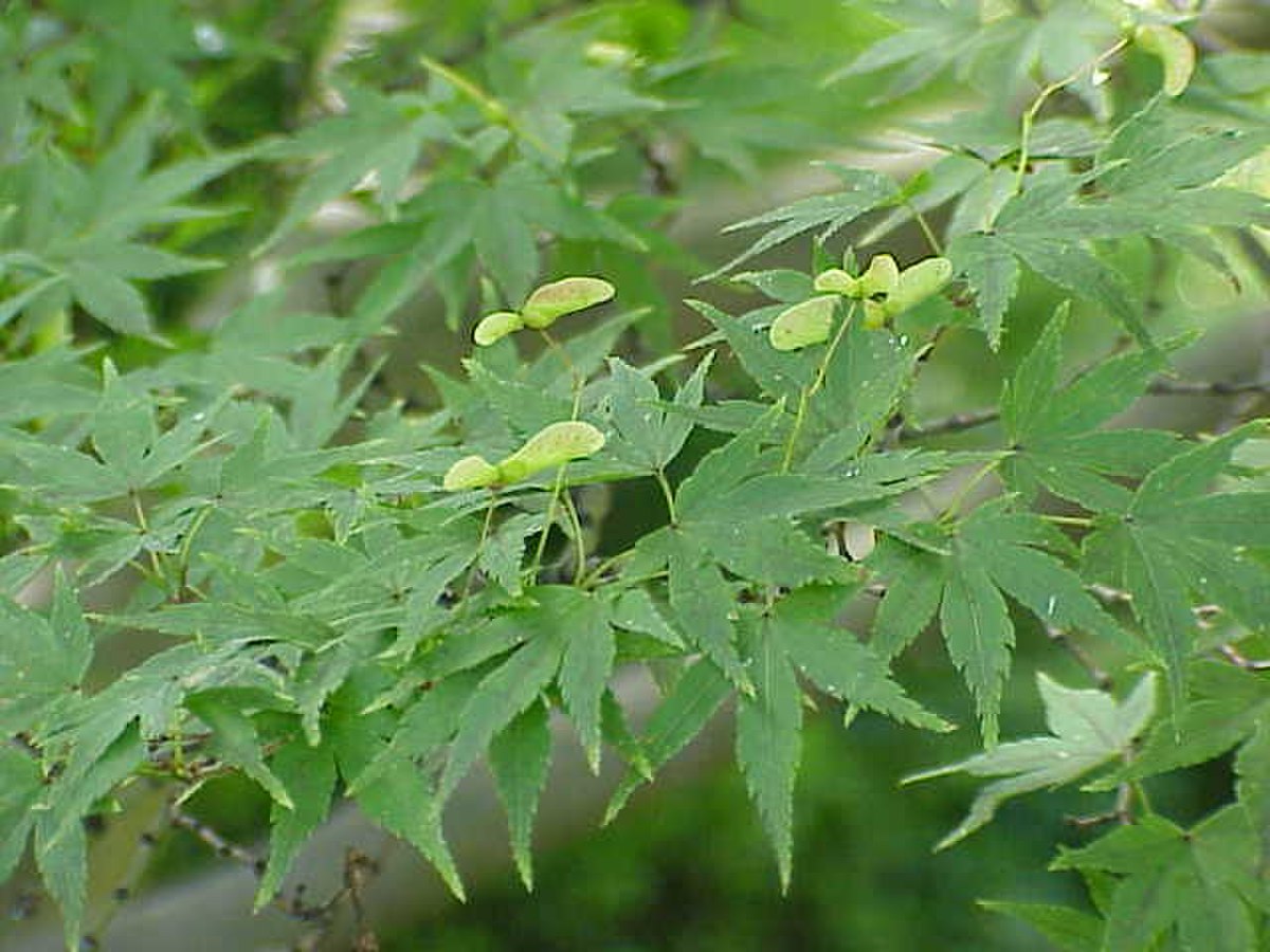 Érable palmé