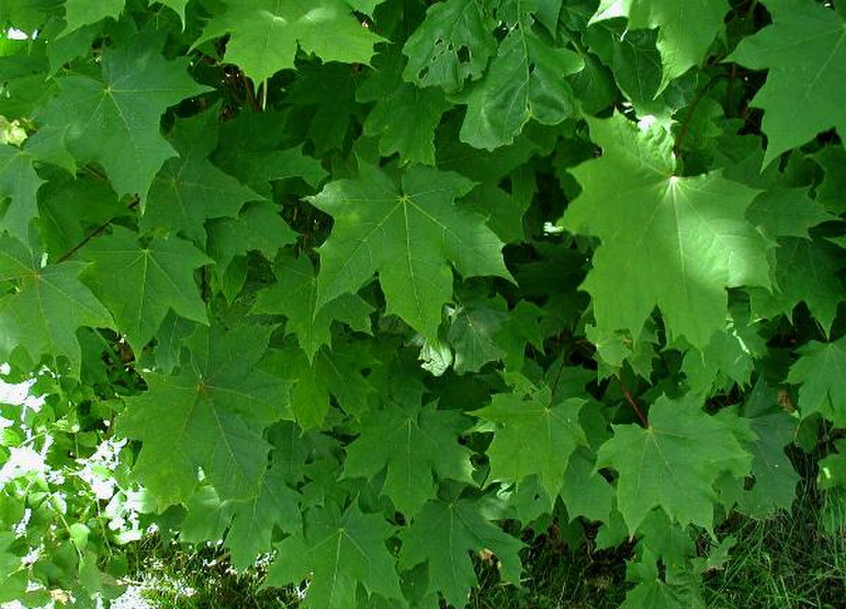 Feuilles