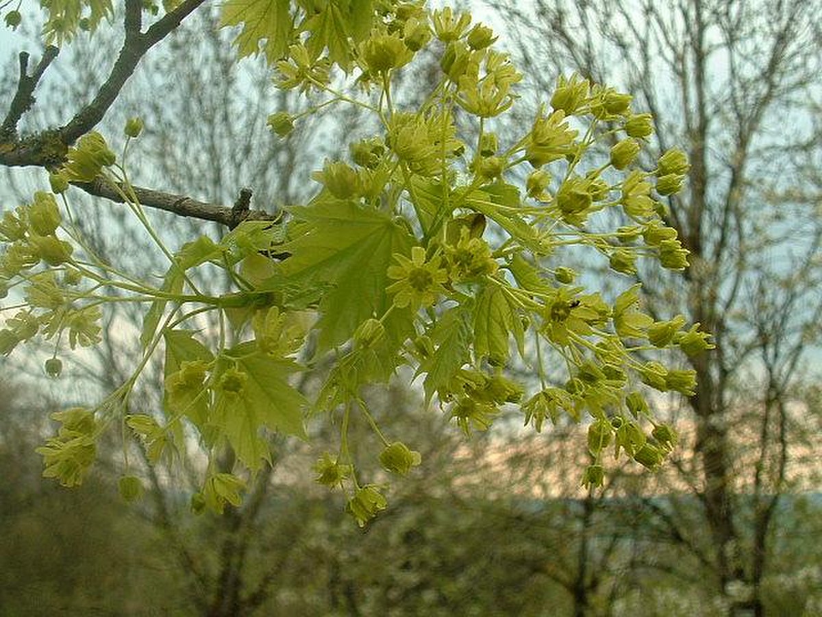 Feuilles et fleurs