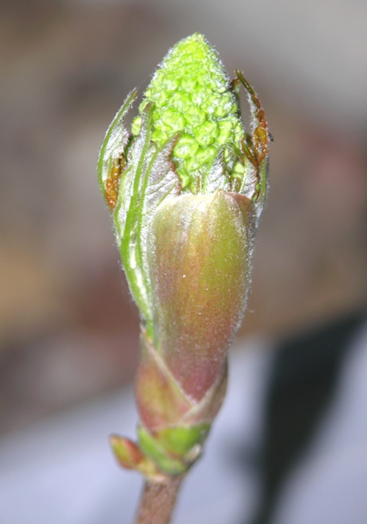 Débourrement d'un bourgeon à fleurs