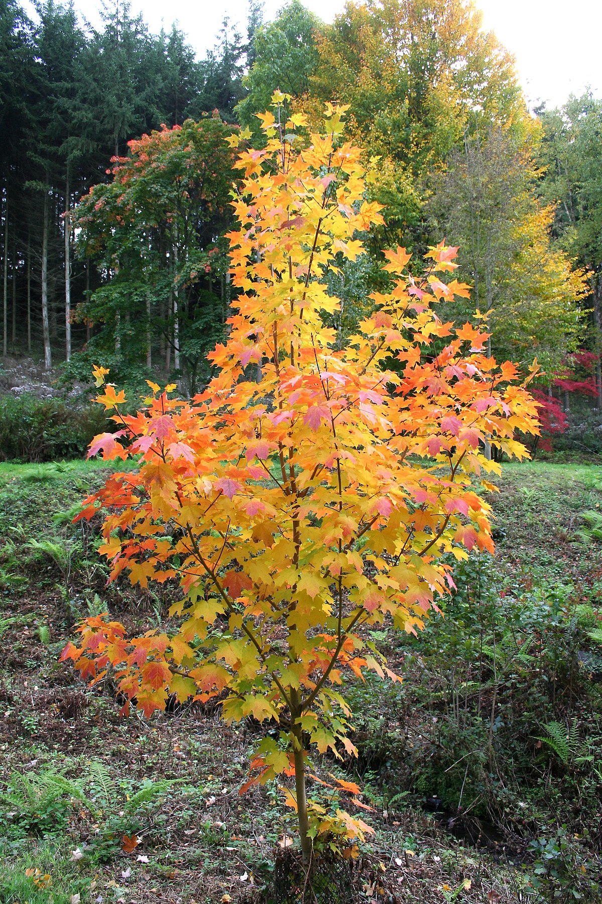 Acer saccharum