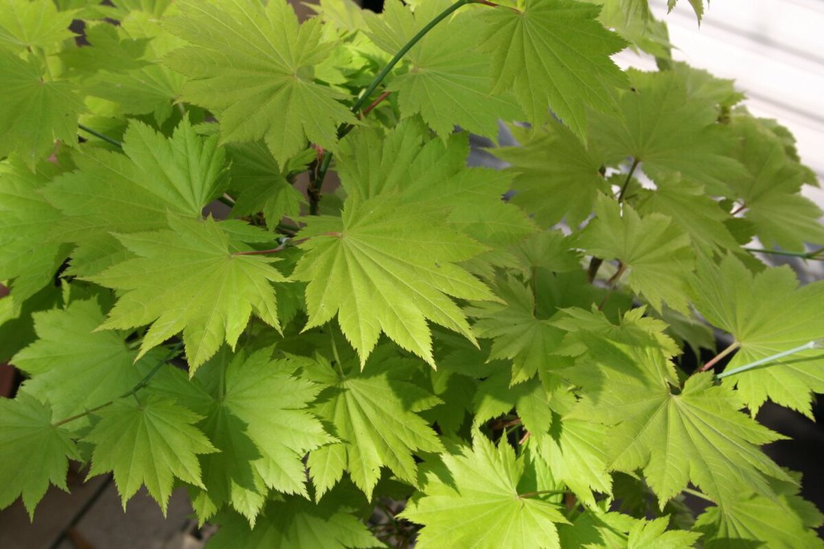 Acer shirasawanum
