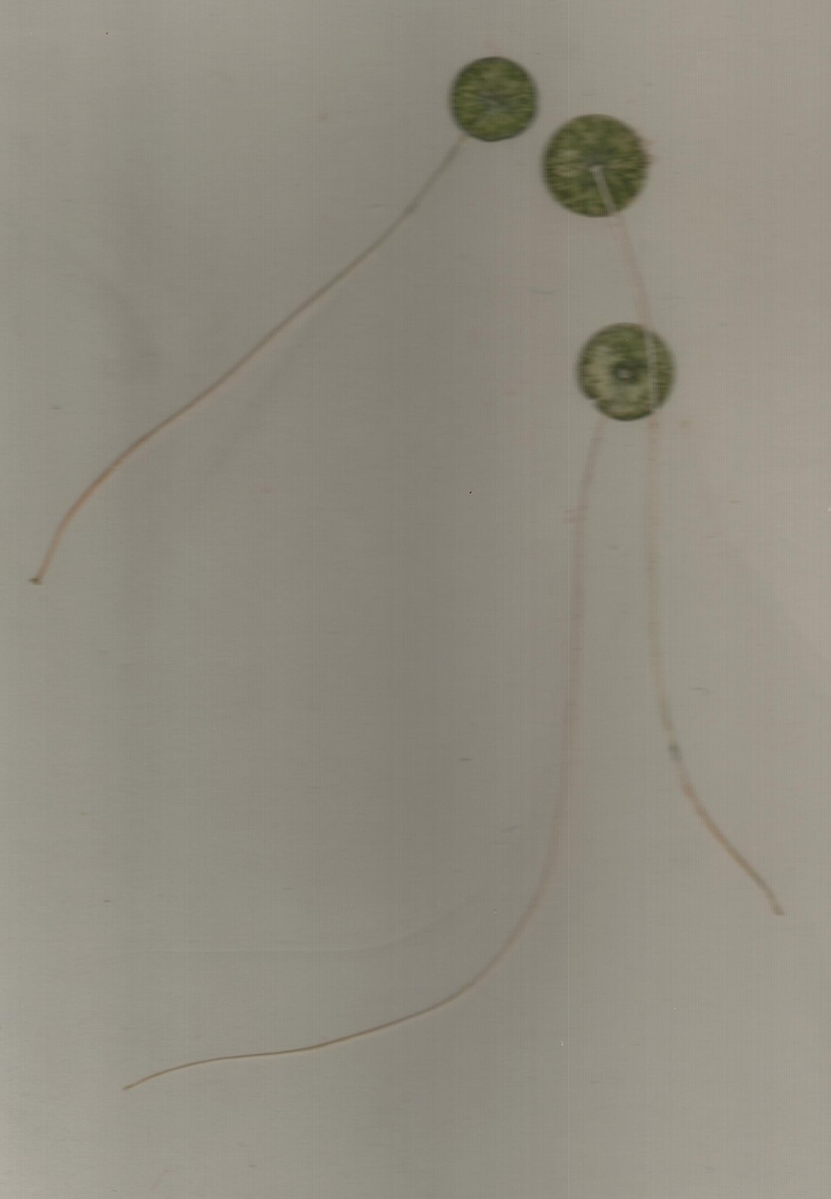 Acétabulaire (biologie)