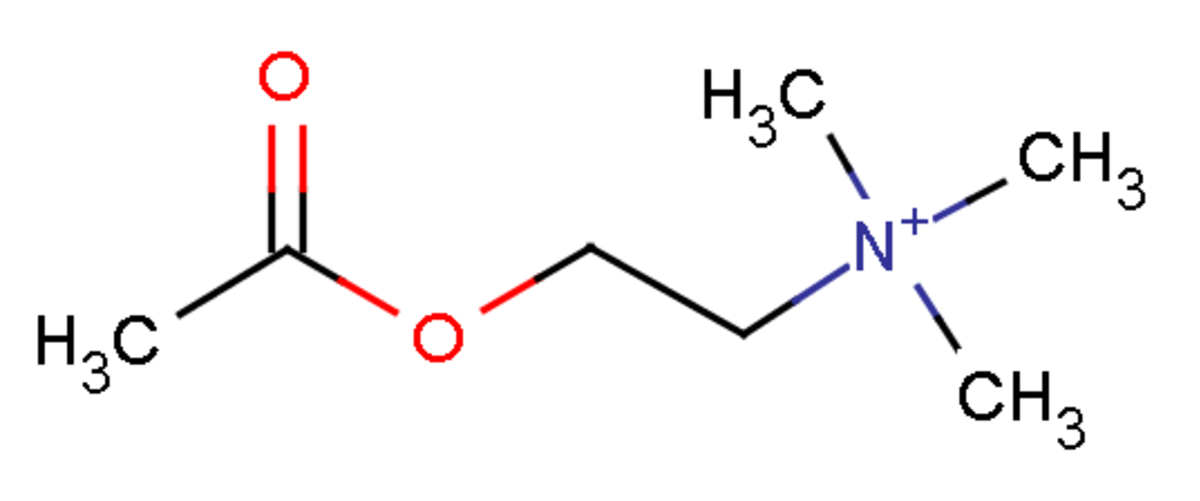 Acétylcholine