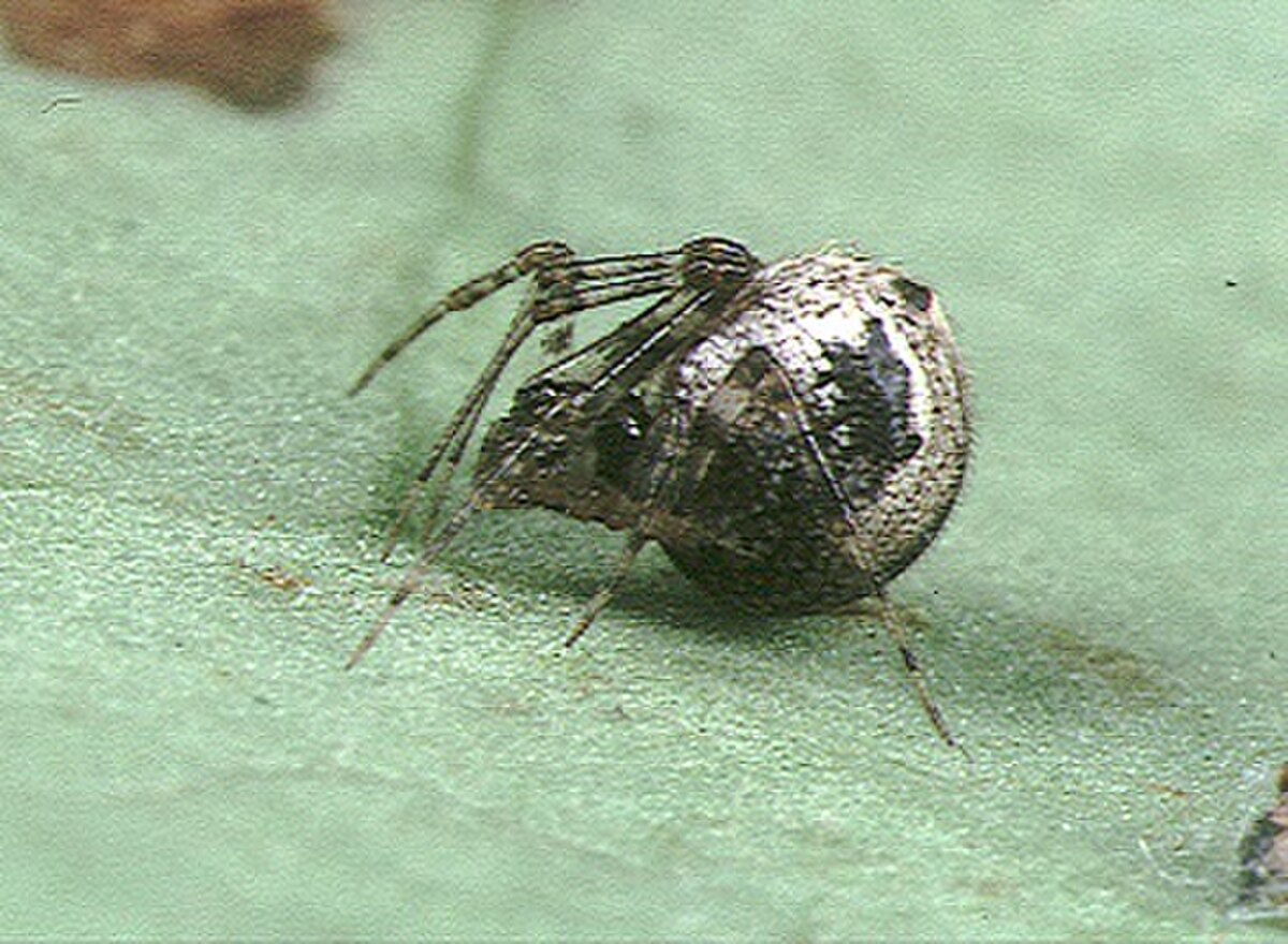 Cryptachaea