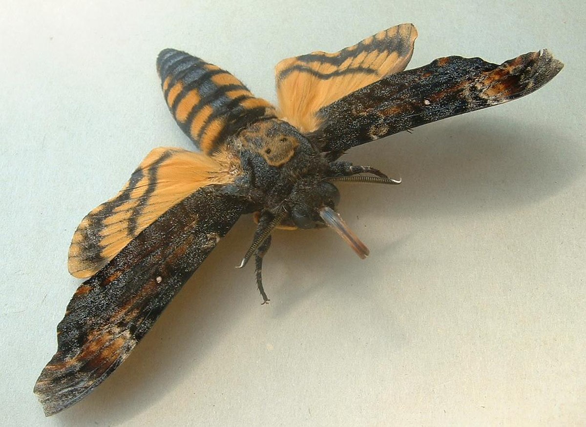 Sphinx tête de mort