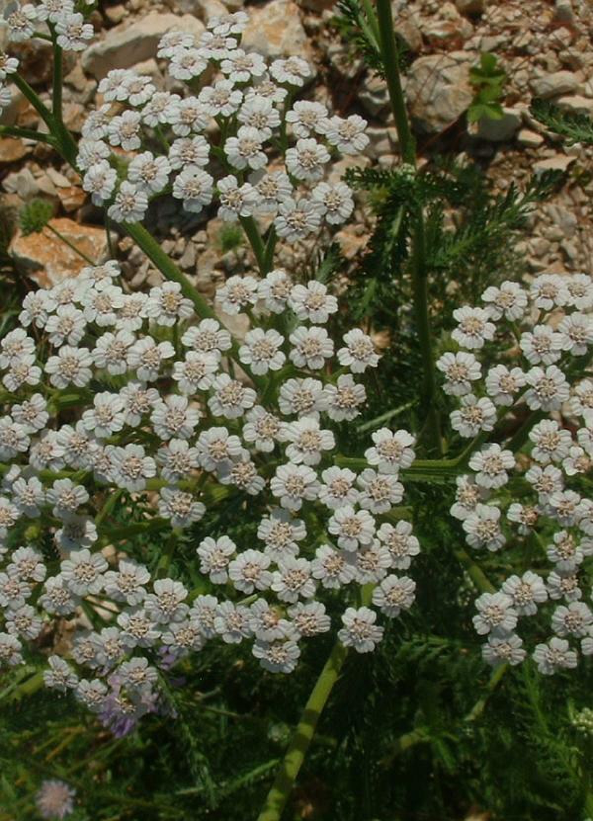 Achillée