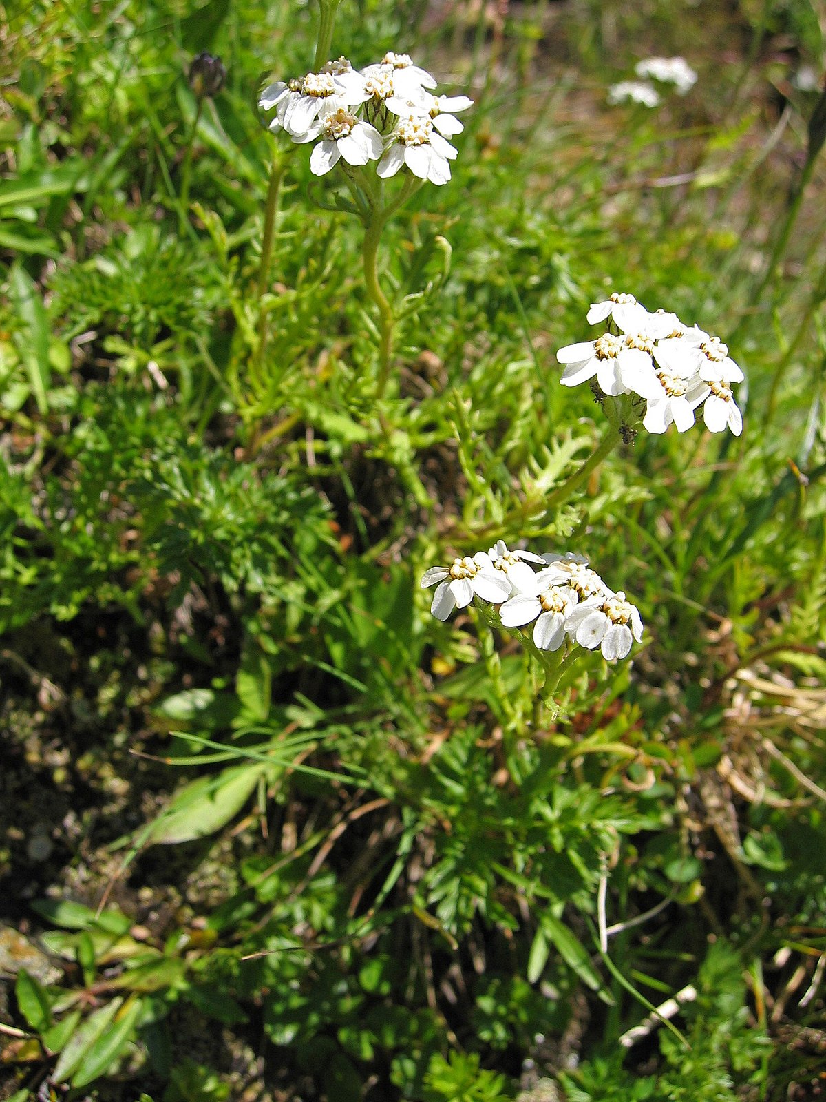 Achillée musquée