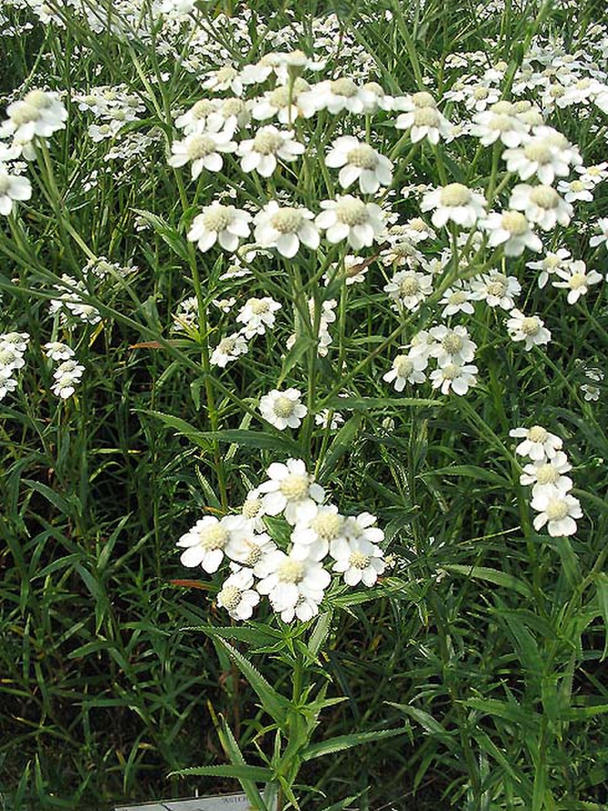 Achillée sternutatoire