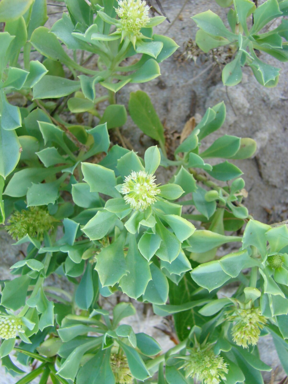 Acicarpha