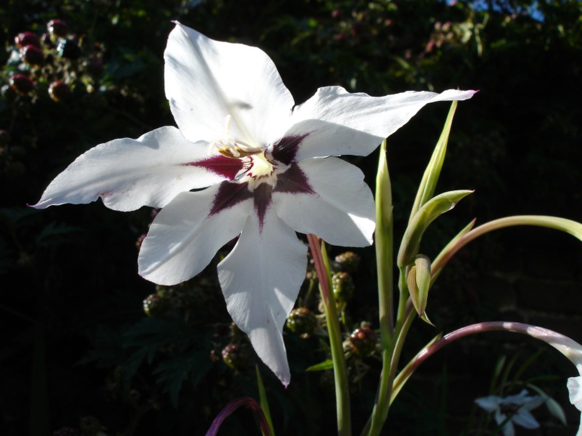 Gladiolus murielae