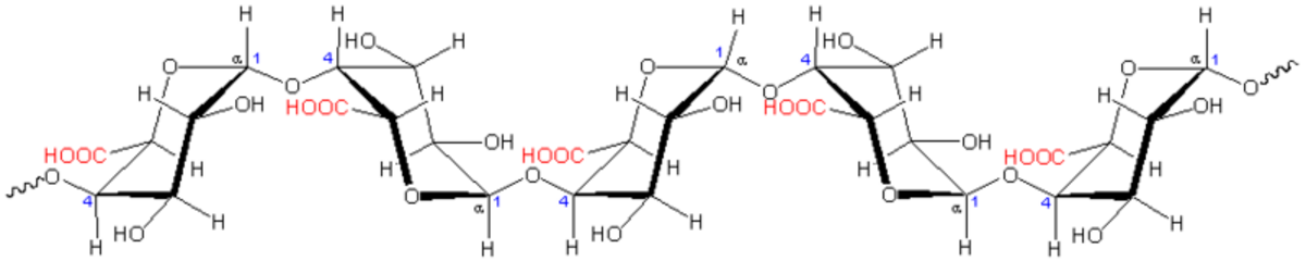 Pectine